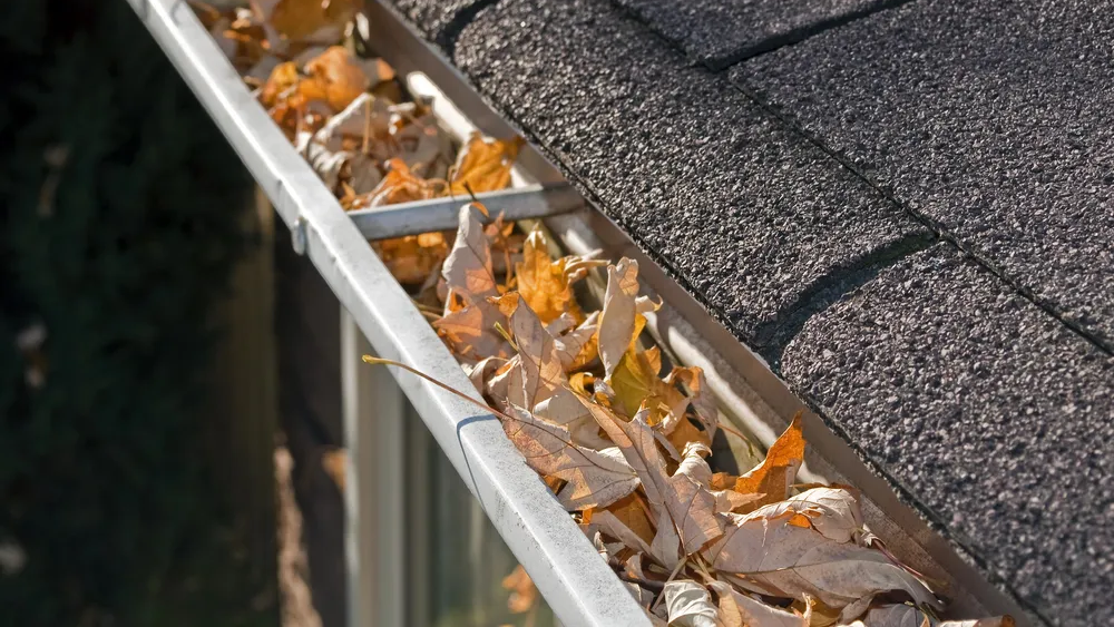 Depositphotos_7486837_XL_result (1)